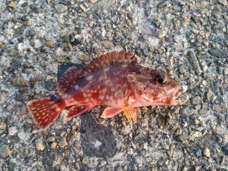 アジもガシラも小さい